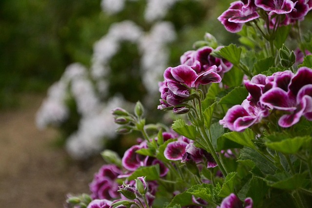 Free Flower Garden photo and picture