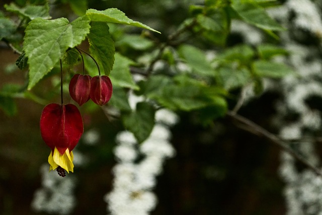 Free Flower Garden photo and picture