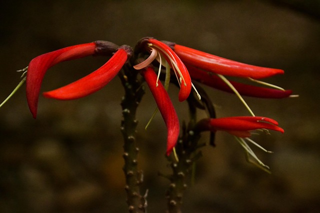 Free Flower Garden photo and picture