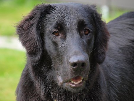 Επιπλωμένο Retriever, Επίπεδη Επίστρωση