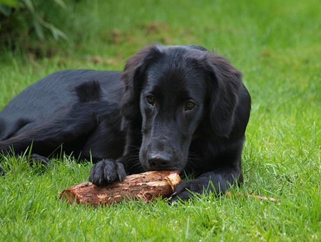 Επιπλωμένο Retriever, Επίπεδη Επίστρωση