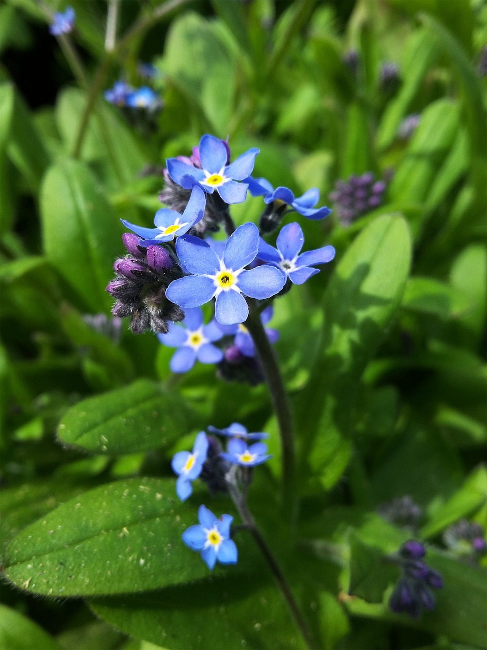 私を忘れないでください 花 自然 Pixabayの無料写真