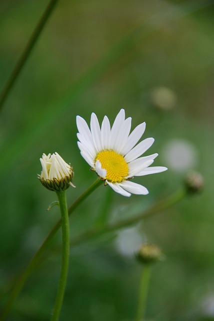 Free Marguerite White photo and picture
