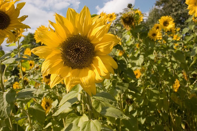 Free Sunflower Flowers photo and picture