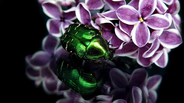 Free Rose Beetle Gold Shiny Rose Beetle photo and picture