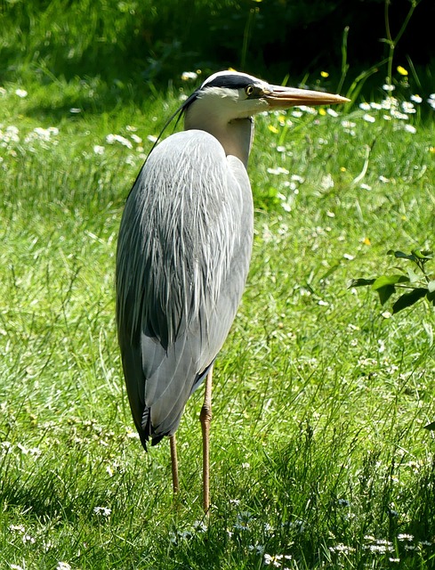 Pássaro, Heron, Pássaro Aquático, Bico