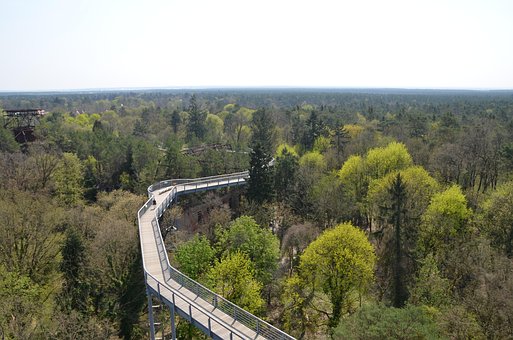 Tretopsti, Skov, Landskab