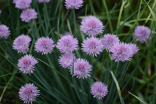 Free Flower Nature photo and picture
