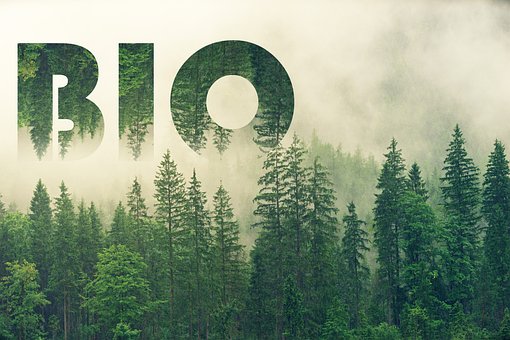 Free Bio Forest illustration and picture
