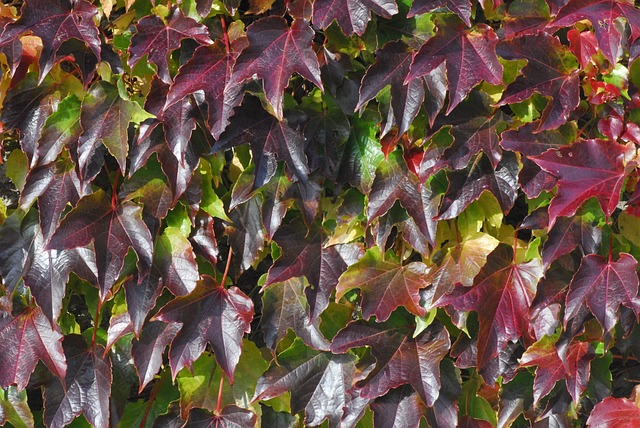 Free Grape Leaves Wall photo and picture