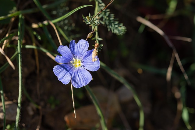 Blå Blomst, Smørblomst, Lilla, Blomst