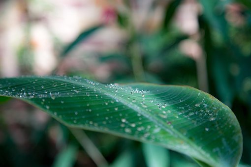Blatt, Wasser, Tropfen, Natur, Grün