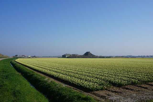 Free Landscape North Of The Netherlands photo and picture