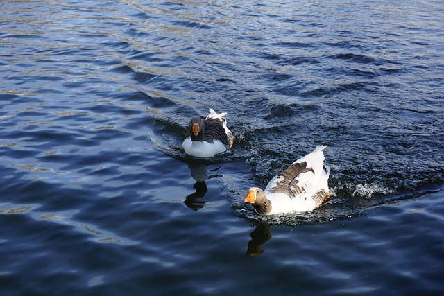 Free Birds Geese photo and picture