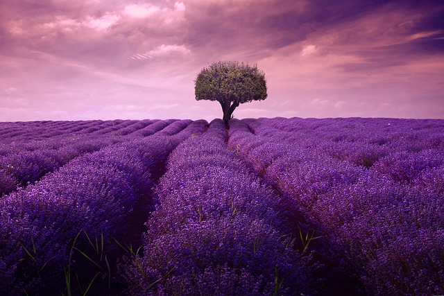 Free Tree Plant photo and picture