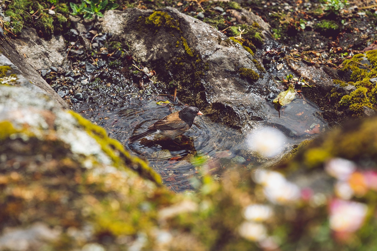 Bird Bath Bathing - Free photo on Pixabay - Pixabay