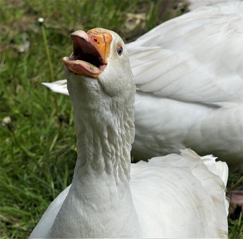 Ganso, Masculino, Aves, Animal, Pássaro