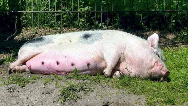 Porco, Semear, Porco Doméstico, Relaxar