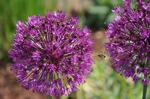 Biene, Insekt, Pollen, Blüte, Natur