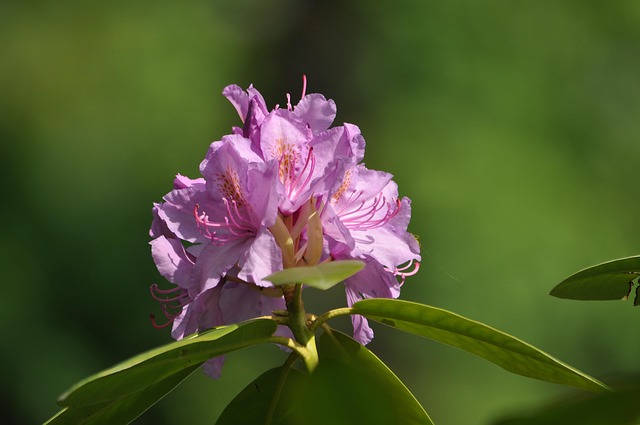 Rhododendron, Blüten, Natur, Schloss
