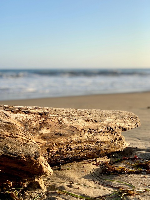 Free Beach Ocean photo and picture