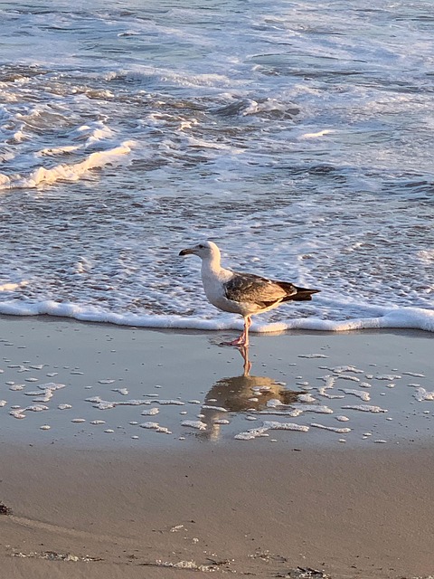 Free Water Bird photo and picture