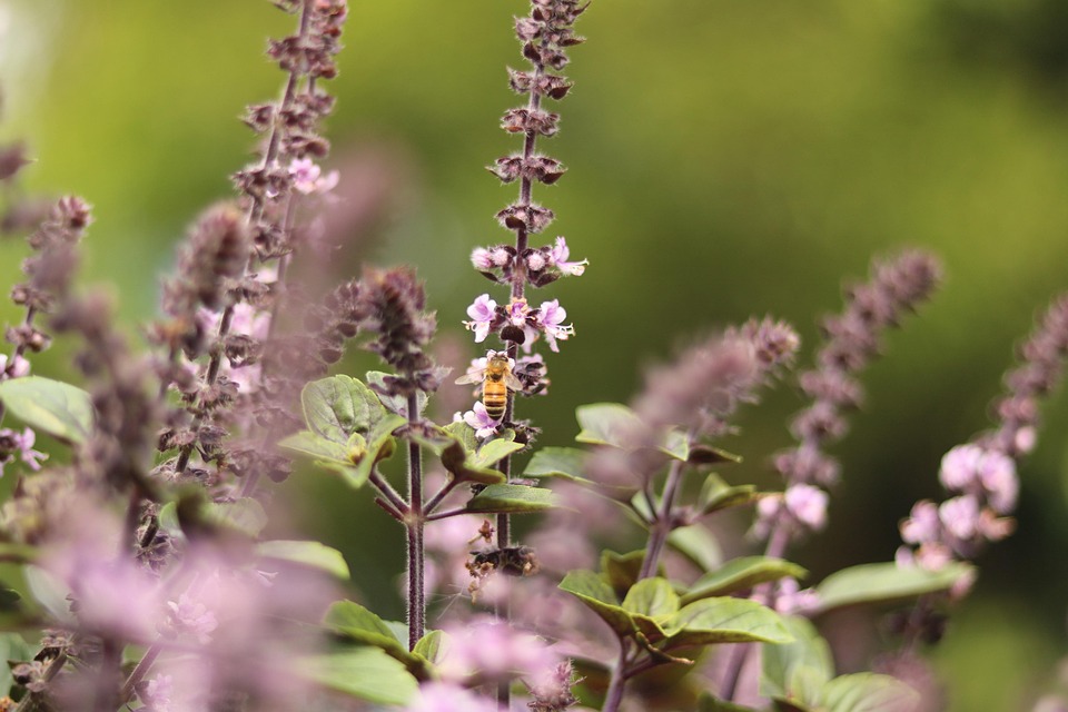 Lavendar Kelagach