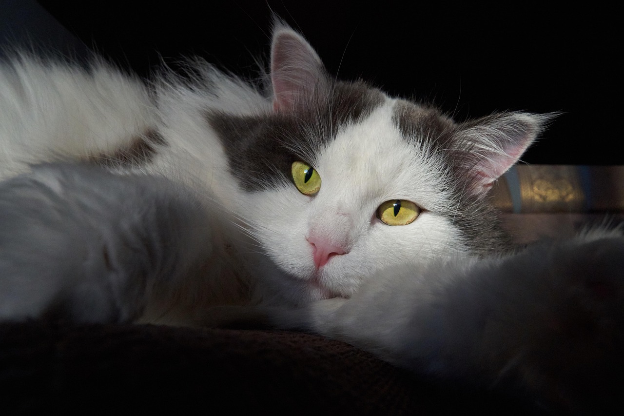 Cat Pet Long Hair Domestic - Free photo on Pixabay