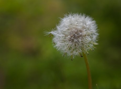 Diente De León, Semillas, Naturaleza