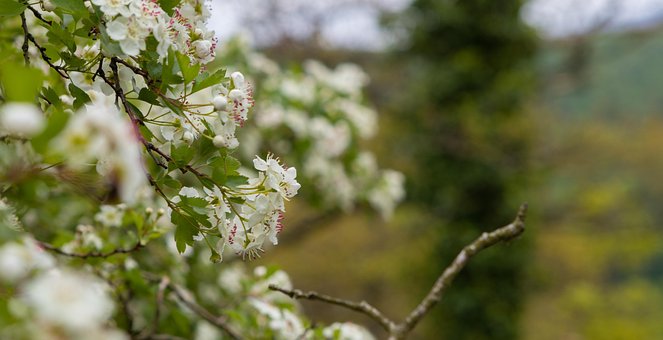 Flores, Árbol, Naturaleza, Oscuro, Noche