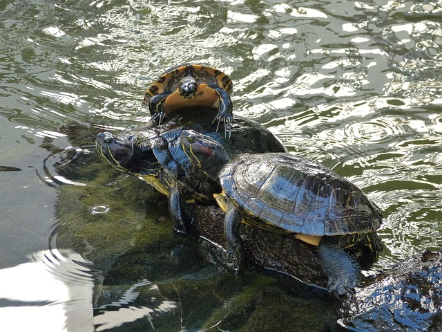 Free Turtles Water photo and picture