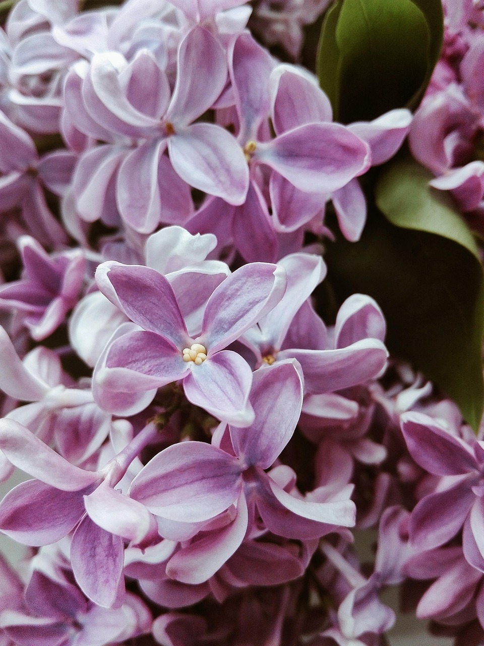 kann-lila-blumen-die-kostenloses-foto-auf-pixabay