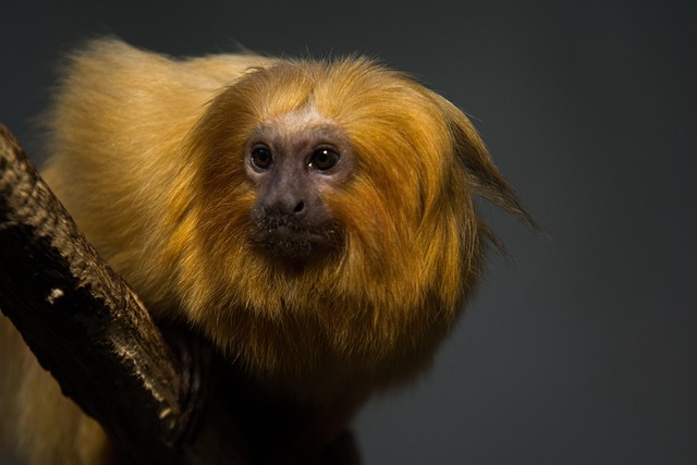 Free Animal Zoo photo and picture