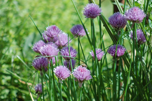 韭菜 开花 芳香植物 - Pixabay上的免费照片 - Pixabay