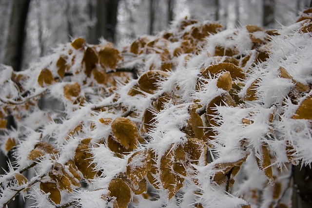 Free Leaves Ice photo and picture