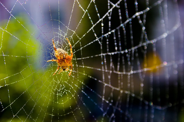 Free Spider Spider'S Web photo and picture