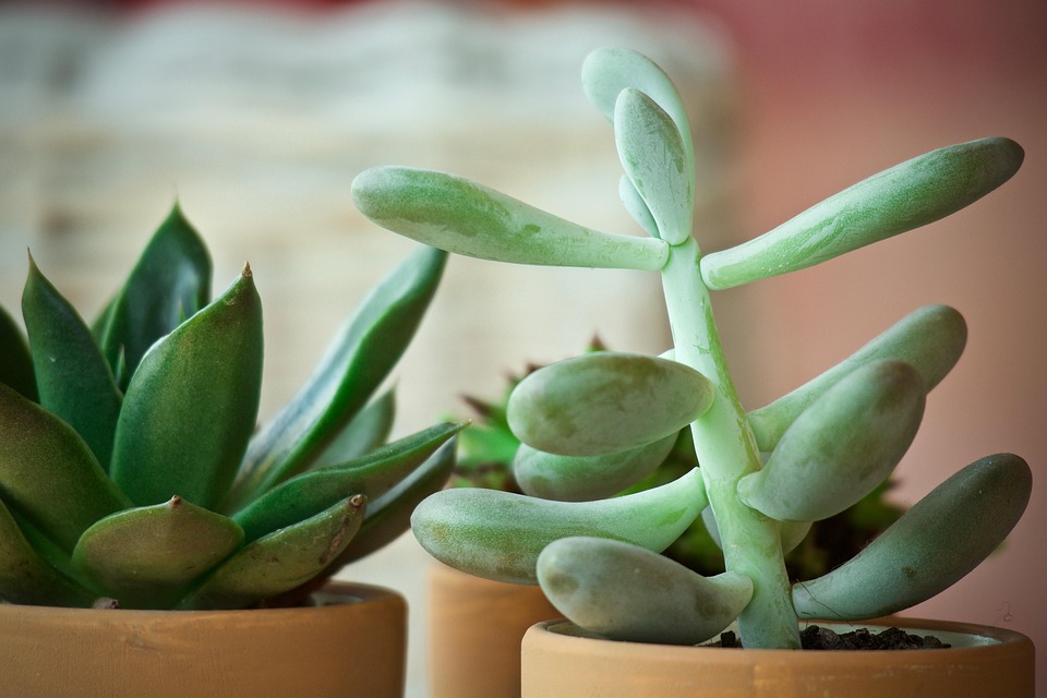 多肉植物仙人掌绿色 Pixabay上的免费照片