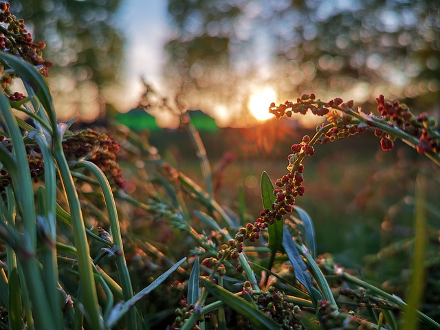 Sommer, Abend, Sommerabend
