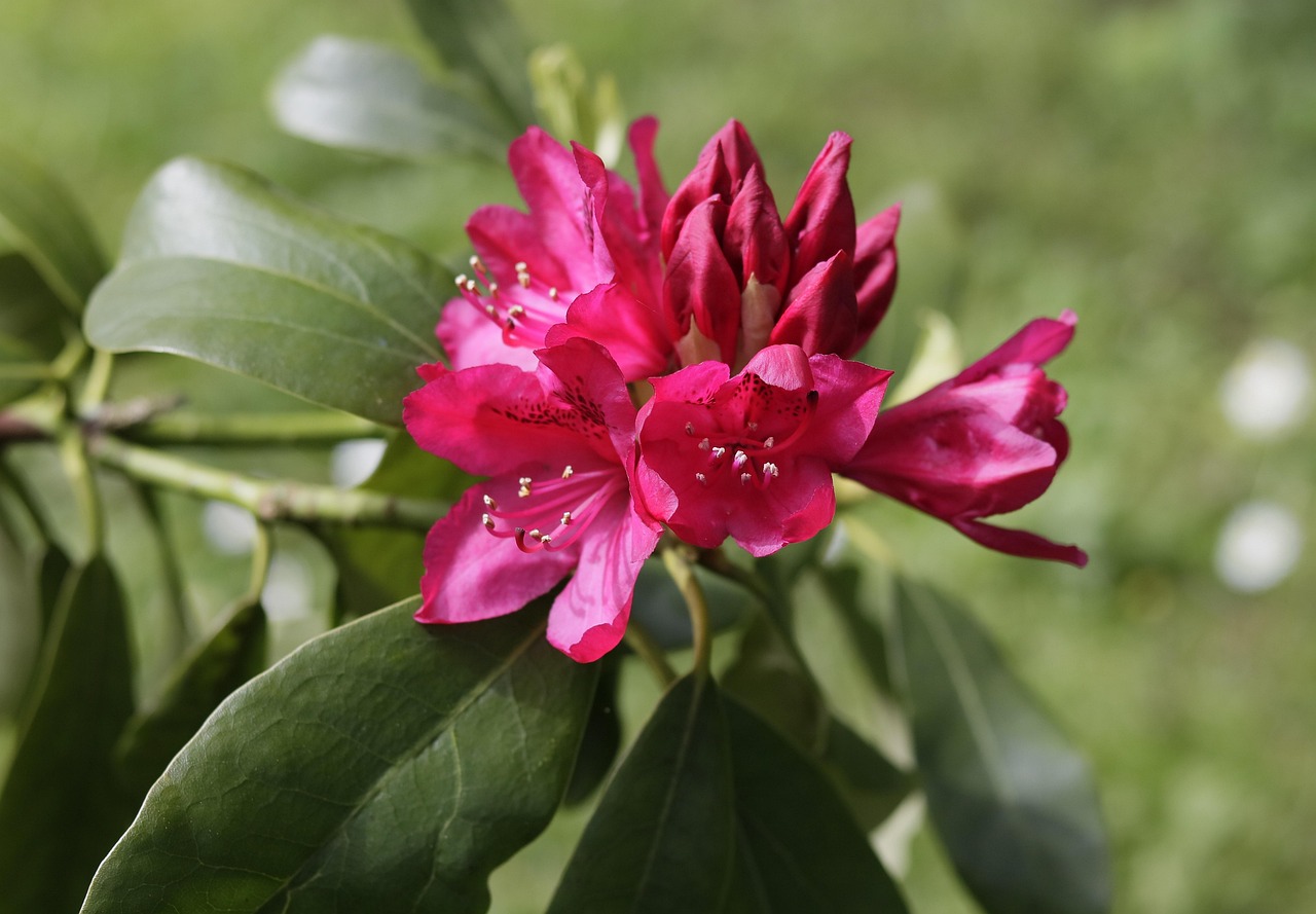Sitemapcdatahttpsfinkedriinfophoto De Profil Nature Fleurnull