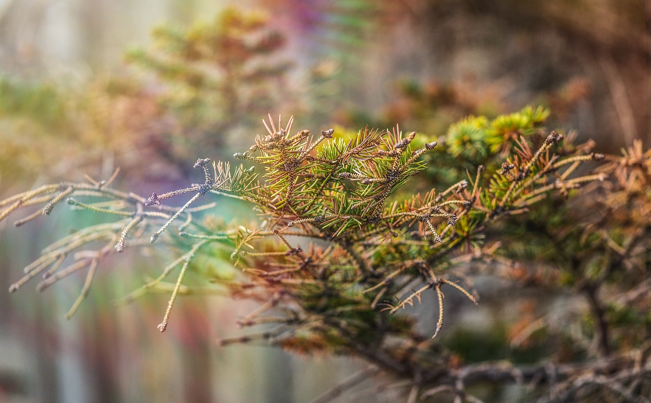 枝杈 自然 冷杉 - Pixabay上的免费照片 - Pixabay