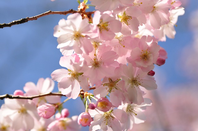 Free Spring Beautiful Flowers photo and picture