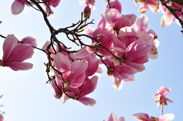 Free Magnolias Flower photo and picture