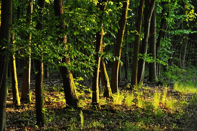 Free Forest Nature photo and picture