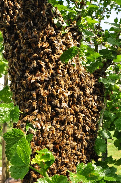Free Honey Bee photo and picture