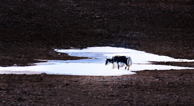Free Cow Buffalo photo and picture