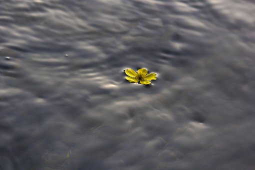 3 多张免费的 浮在水面上 和 自然 照片