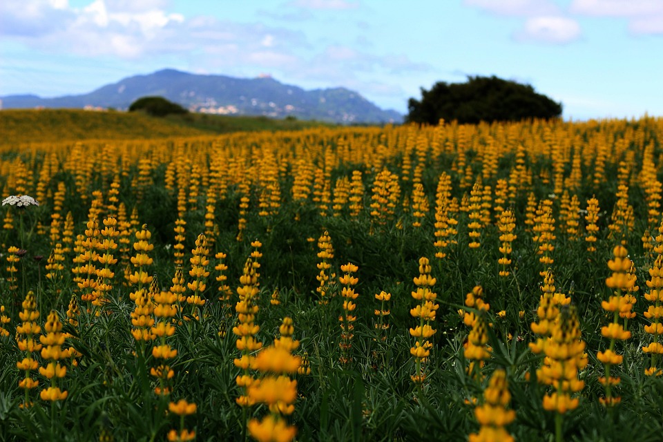 nature-4225111_960_720.jpg