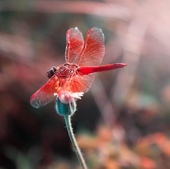 Free Dragonfly Insect photo and picture