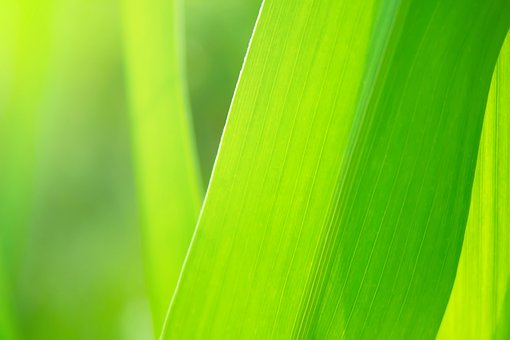 Free Grass Plant photo and picture