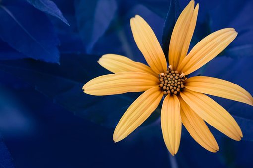 Free Nature Plant photo and picture
